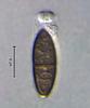 Submersisphaeria aquatica - additional image