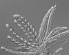 Pseudoproboscispora caudae-suis - additional image