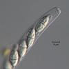 Pseudoproboscispora caudae-suis - additional image