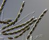Submersisphaeria aquatica - additional image