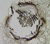 Pseudoproboscispora caudae-suis - additional image