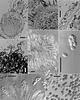 Chaetomium globosum - additional image