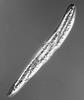 Pseudohalonectria adversaria - Ascus