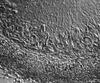 Pseudohalonectria adversaria - Peridium