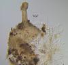 Aniptodera lignatilis - Ascomata