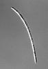 Pseudohalonectria phialidica - additional image
