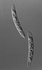 Pseudohalonectria lutea - additional image