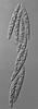 Pseudohalonectria lutea - additional image