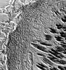 Pseudohalonectria lignicola - additional image