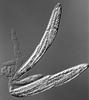 Pseudohalonectria lignicola - additional image