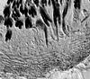 Pseudohalonectria lignicola - additional image