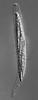 Pseudohalonectria lignicola - Ascus