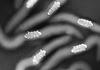 Macrospora scirpicola - additional image