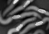 Macrospora scirpicola - additional image