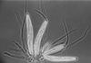 Pseudohalonectria lignicola - Hamathecium