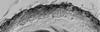Macrospora scirpicola - Peridium