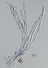Rivulicola cygnea - Hamathecium