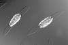 Macrospora scirpicola - Ascospore