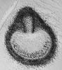 Pseudohalonectria adversaria - Ascomata