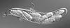 Macrospora scirpicola - Ascus
