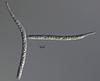 Rivulicola cygnea - Ascus