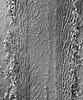 Pseudohalonectria phialidica - Beak
