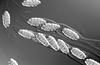 Macrospora scirpicola - additional image