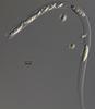 Rivulicola cygnea - additional image