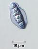 Rivulicola cygnea - additional image