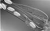 Macrospora scirpicola - additional image