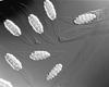 Macrospora scirpicola - additional image