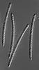 Pseudohalonectria lignicola - Ascospore