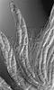 Lindgomyces ingoldianus - additional image