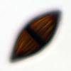 Megalohypha aqua-dulces - additional image
