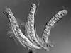 Lindgomyces ingoldianus - additional image