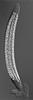 Pseudohalonectria falcata - Ascus