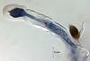Megalohypha aqua-dulces - additional image