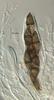 Megalohypha aqua-dulces - additional image