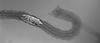 Macrospora scirpicola - additional image