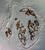 Megalohypha aqua-dulces - Ascomata