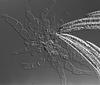 Pseudohalonectria falcata - additional image