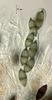 Megalohypha aqua-dulces - additional image