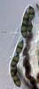 Megalohypha aqua-dulces - additional image