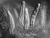 Lindgomyces ingoldianus - Ascus