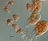 Lepidopterella palustris - additional image