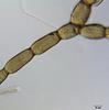Megalohypha aqua-dulces - additional image