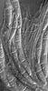Lindgomyces ingoldianus - Hamathecium