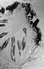 Lindgomyces ingoldianus - Peridium