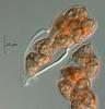 Lepidopterella palustris - additional image